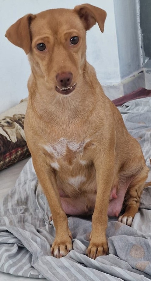 Cambi