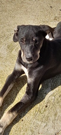 Jax