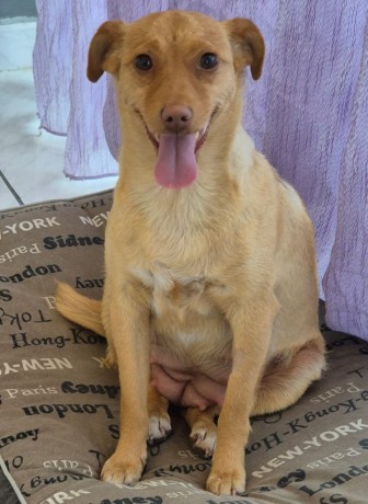 Cambi
