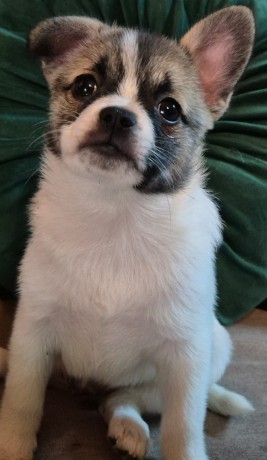 Gaston