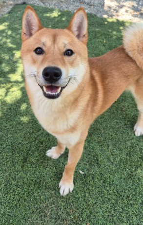 Kuma