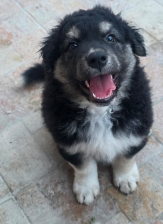 Raid