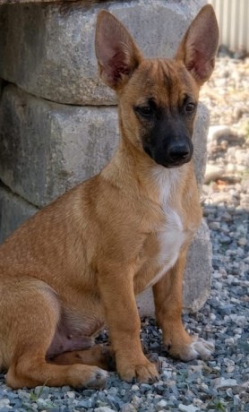 Harlan