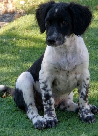 Belka